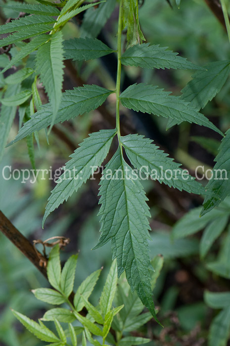 PGC-P-Datisca-cannabina-aka-Bastard-Hemp-leaf-2