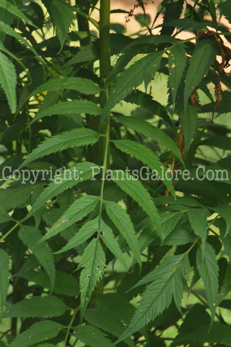 PGC-P-Datisca-cannabina-aka-Bastard-Hemp-leaf-3