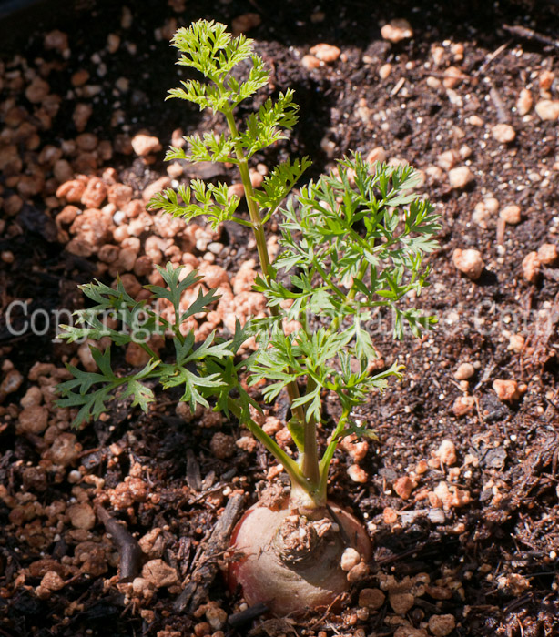 PGC-A-Daucus-carrota-aka-Carrot-0414-1