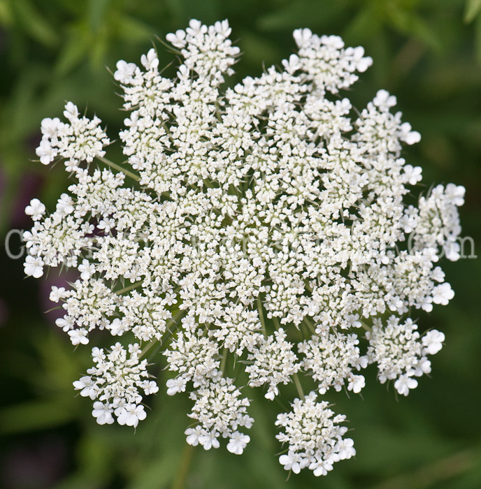 PGC-P-Daucus-carota-aka-Queen-Annes-Lace-0714-2