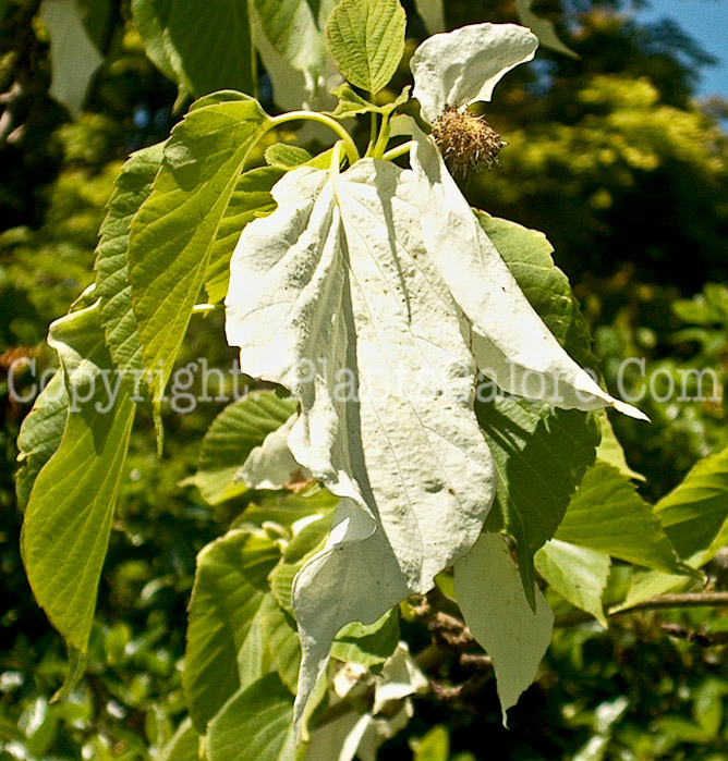 PGC-T-Davidia-involucrata-handkerchief-2010-07