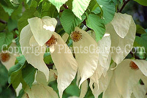 PGC-T-Davidia-involucrata-handkerchief-2010-10