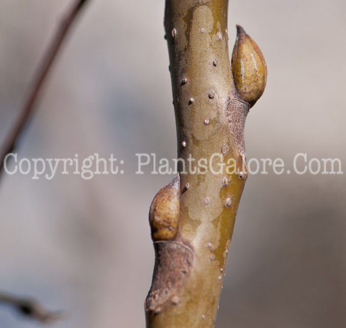 PGC-T-Decaisnea-fargesii-aka-Decaisnea-bud-1