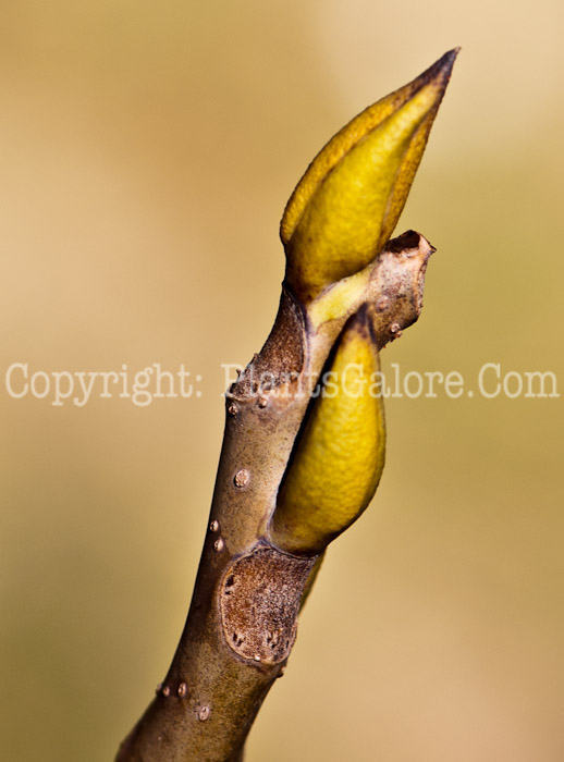 PGC-T-Decaisnea-fargesii-aka-Decaisnea-bud-2