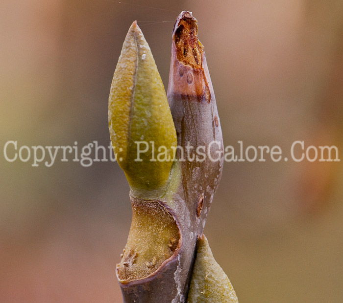 PGC-T-Decaisnea-fargesii-aka-Decaisnea-bud-3