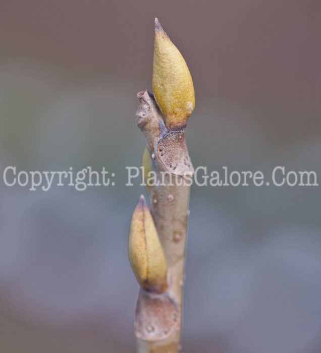 PGC-T-Decaisnea-fargesii-aka-Decaisnea-bud-7