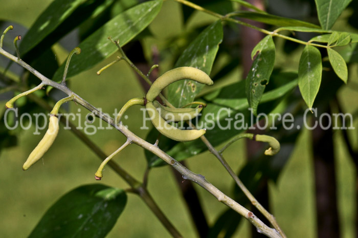 PGC-T-Decaisnea-fargesii-aka-Decaisnea-flower-1