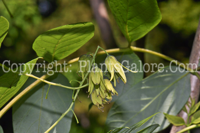 PGC-T-Decaisnea-fargesii-aka-Decaisnea-flower-2