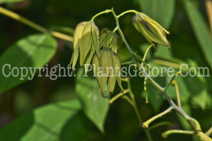 PGC-T-Decaisnea-fargesii-aka-Decaisnea-flower-3