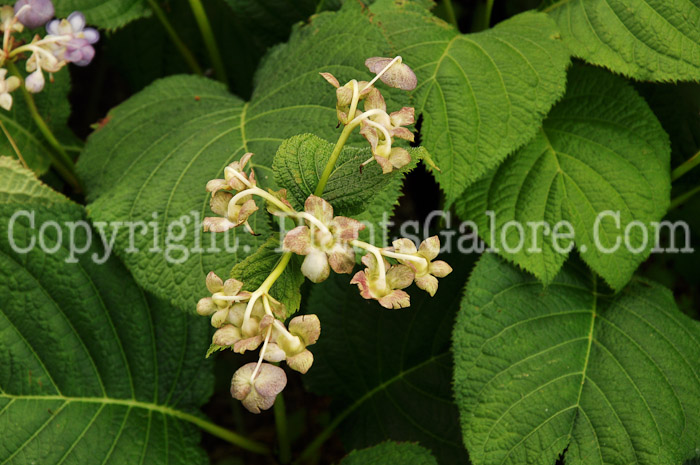 PGC-S-Deinanthe-caerulea-NYBG-6-28-2011-001