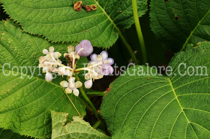 PGC-S-Deinanthe-caerulea-NYBG-6-28-2011-002