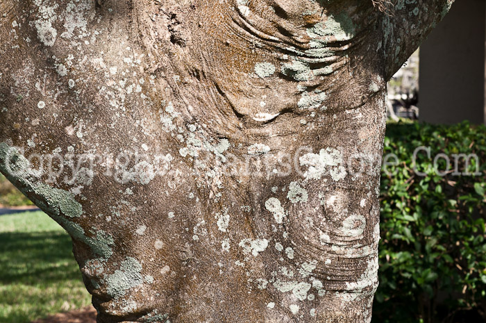 PGC-T-Delonix-regia-aka-Royal-Poinciana-0214-4