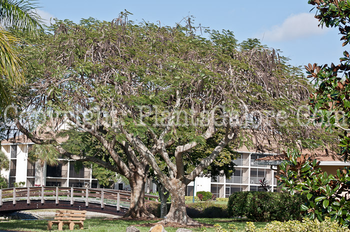 PGC-T-Delonix-regia-aka-Royal-Poinciana-0214-6