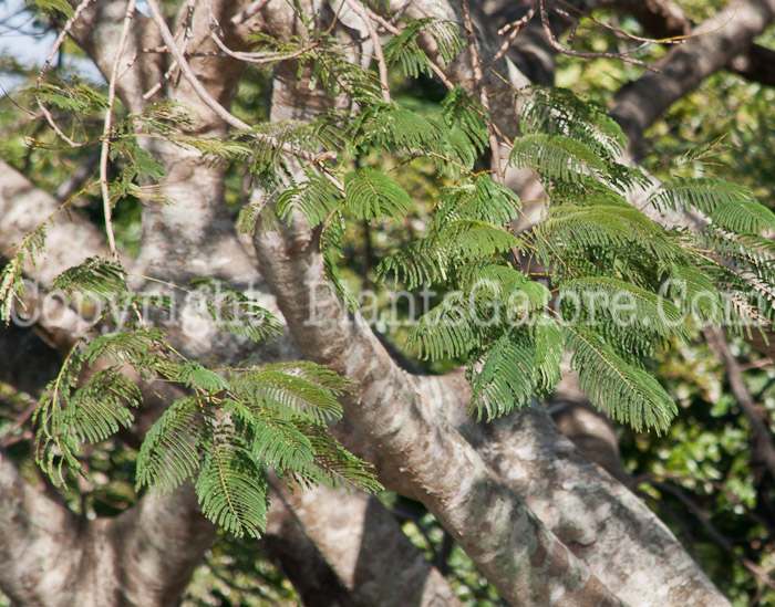 PGC-T-Delonix-regia-aka-Royal-Poinciana-0214-7