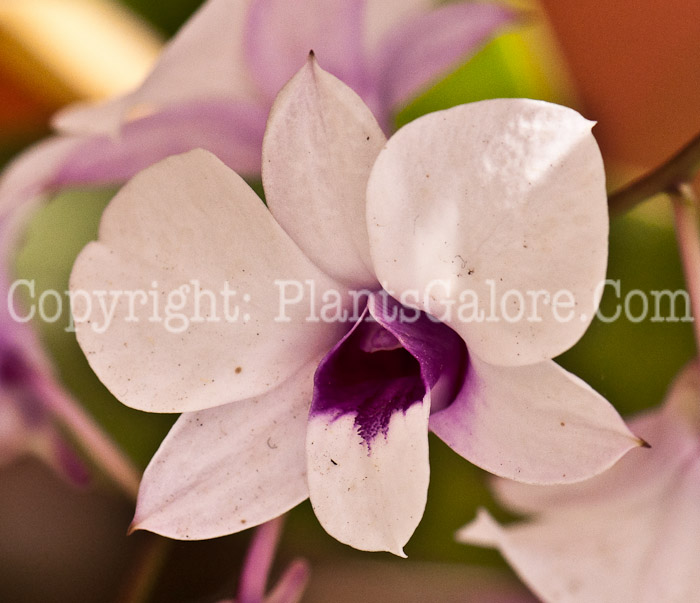 PGC-P-Dendrobium-MC-aka-Orchid-0214-3-1