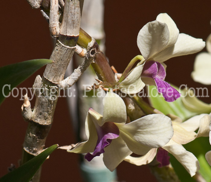 PGC-P-Dendrobium-bullenianum-aka-Orchid-0214-3-1