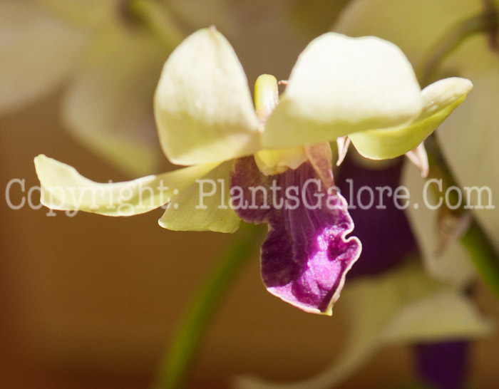 PGC-P-Dendrobium-bullenianum-aka-Orchid-0214-3-2