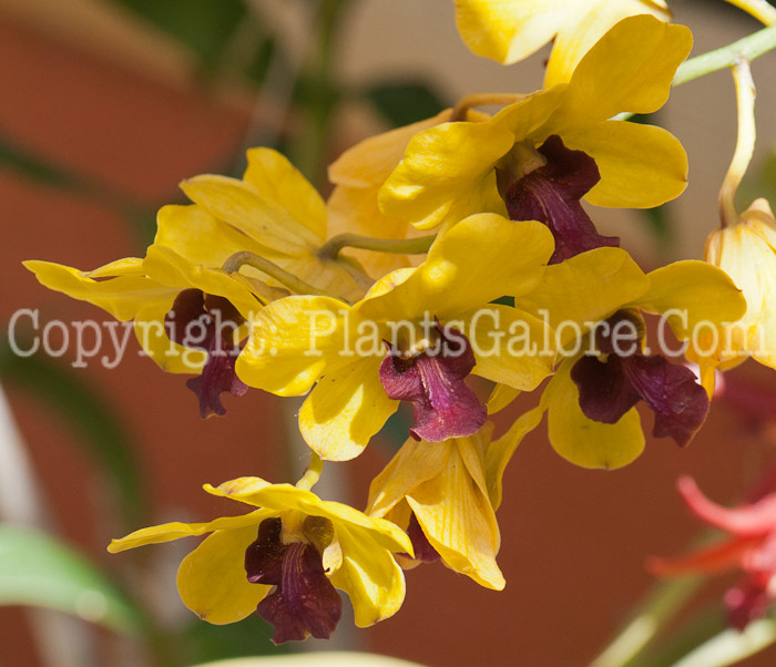 PGC-P-Dendrobium-sp-aka-Orchid-0214-3-1