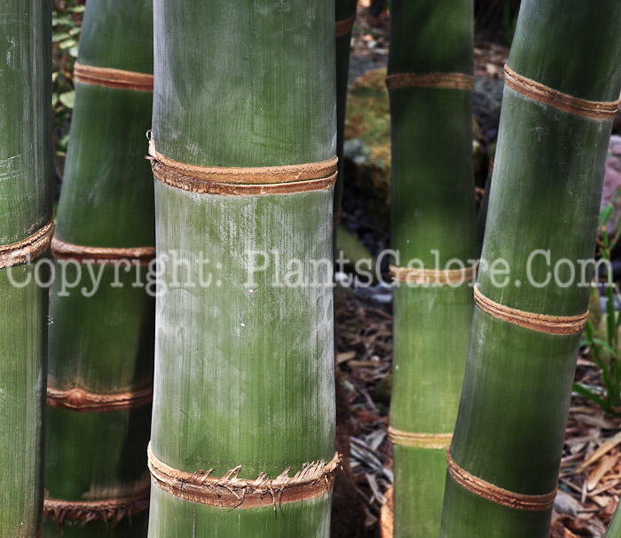 PGC-T-Dendrocalamus-giganteus-aka-Giant-Bamboo-2013-1