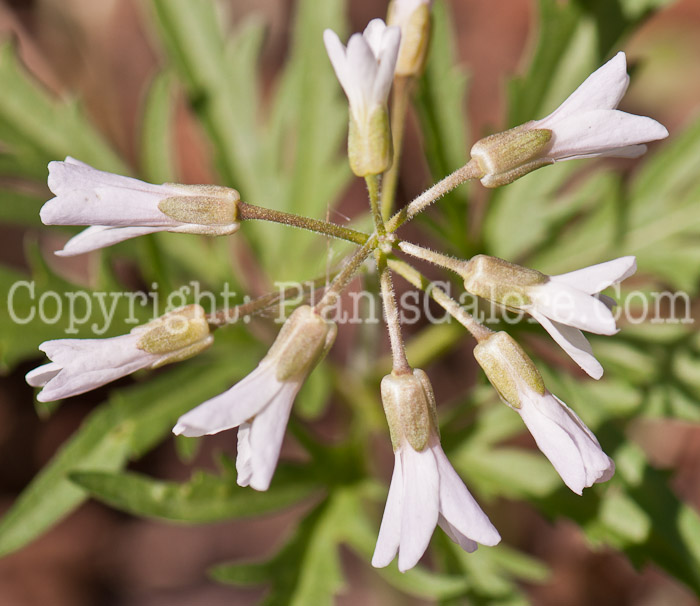 PGC-P-Dentaria-laciniata-aka-Toothwort-0514g-12