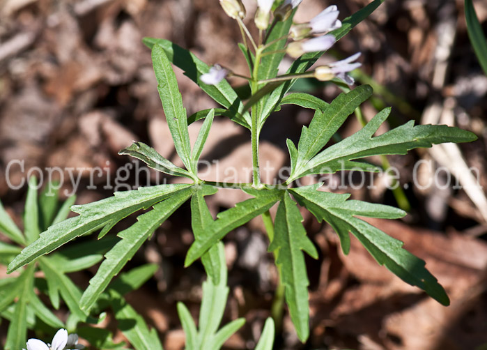 PGC-P-Dentaria-laciniata-aka-Toothwort-0514g-13