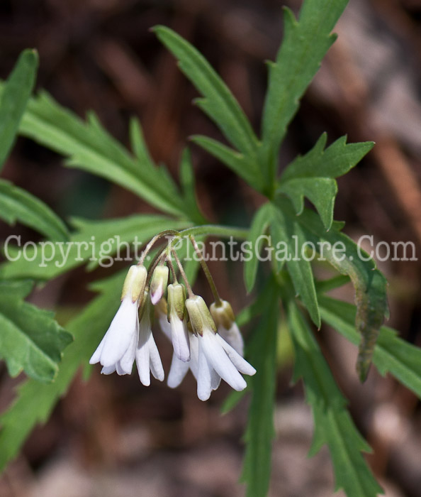 PGC-P-Dentaria-laciniata-aka-Toothwort-0514g-3