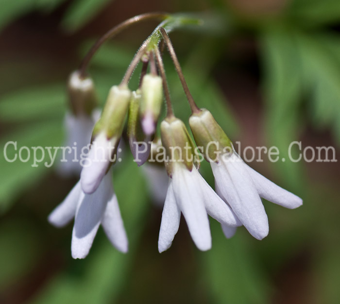 PGC-P-Dentaria-laciniata-aka-Toothwort-0514g-4