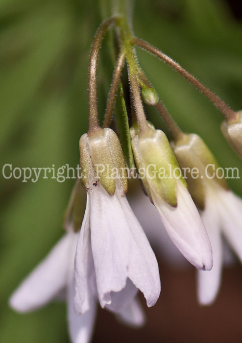 PGC-P-Dentaria-laciniata-aka-Toothwort-0514g-6