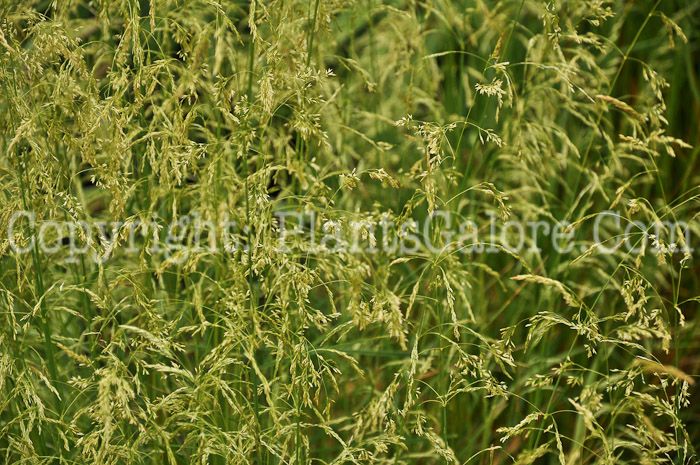 PGC-G-Deschampsia-cespitosa-Goldgehange-Tower-6-2011-02