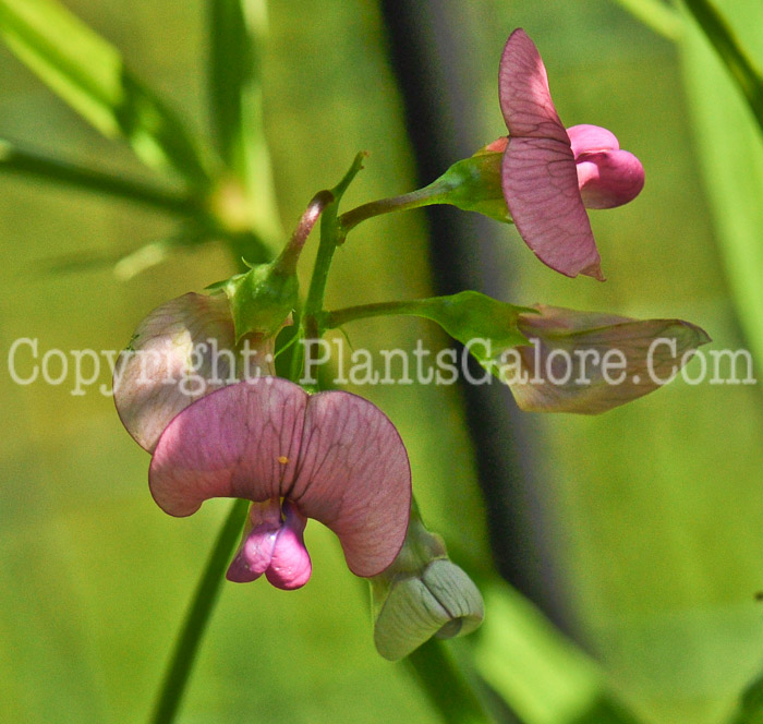 PGC-P-Desmodium-canadense-aka-Beggars-Tick-2012-2