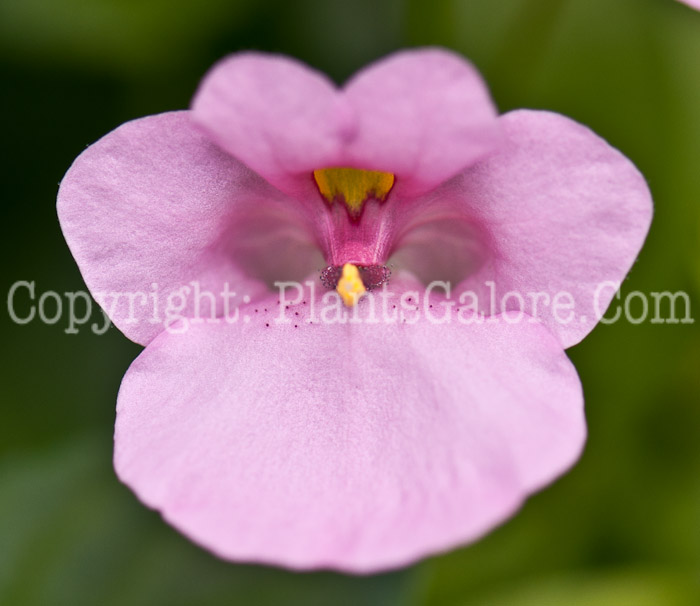 PGC-A-Diascia-Darla-Light-Pink-0514-1