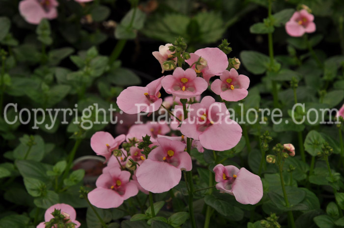 PGC-A-Diascia-Darla-Light-Pink-1-2010