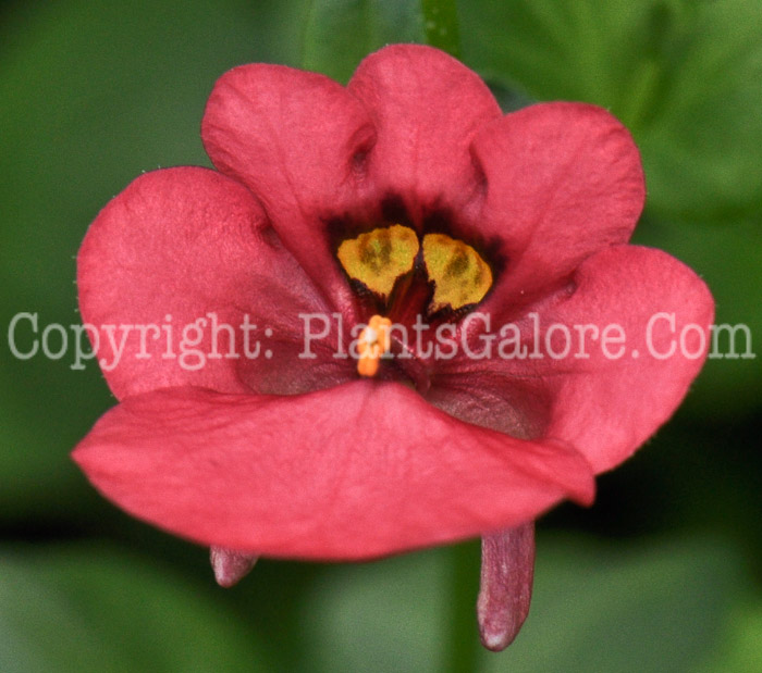 PGC-A-Diascia-Diva-Red-msu-2012-2