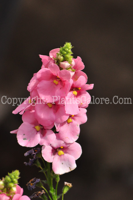 PGC-A-Diascia-Upright-Blush-Pink-1