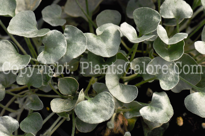 PGC-A-Dichondra-Silver-Falls-1-2010