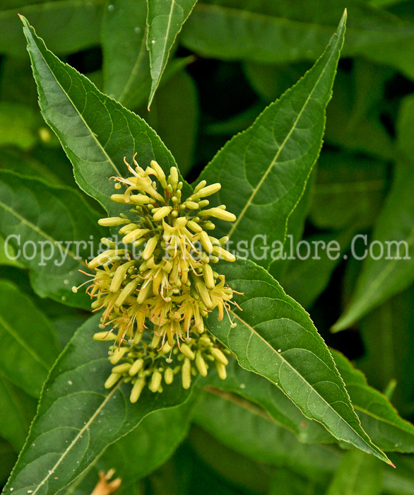 PGC-S-Diervilla-sessilifolia-aka-Southern-Bush-Honeysuckle-2012-1-1