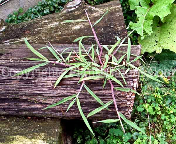 PGC-A-Digitaria-ischaemum-crabgrass-004