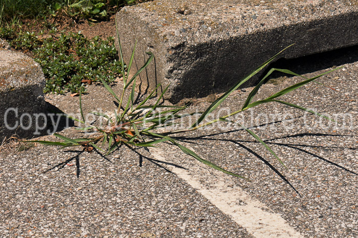 PGC-A-Digitaria-ischaemum-crabgrass-005