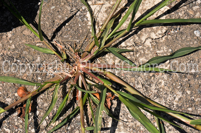 PGC-A-Digitaria-ischaemum-crabgrass-006