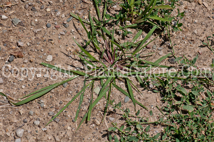 PGC-G-Digitaria-sanguinalis-aka-Large-Crabgrass-0714-1