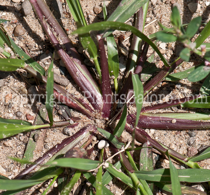 PGC-G-Digitaria-sanguinalis-aka-Large-Crabgrass-0714-2