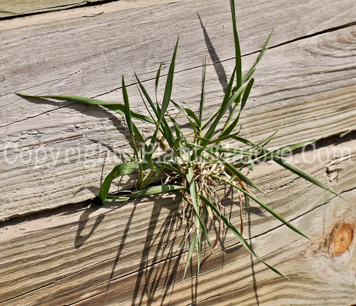 PGC-G-Digitaria-sanguinalis-aka-Large-Crabgrass-0-2012-1