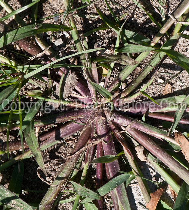 PGC-G-Digitaria-sanguinalis-aka-Large-Crabgrass-1013f-2