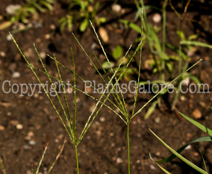 PGC-G-Digitaria-sanguinalis-aka-Large-Crabgrass-2012 (1 of 2)