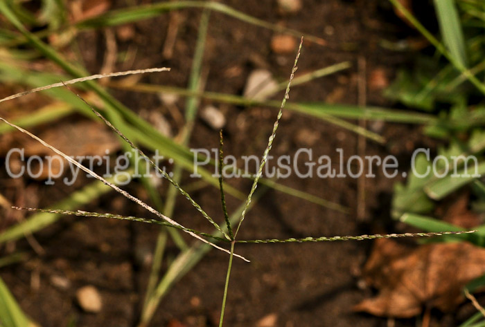 PGC-G-Digitaria-sanguinalis-aka-Large-Crabgrass-2012 (1 of 3)