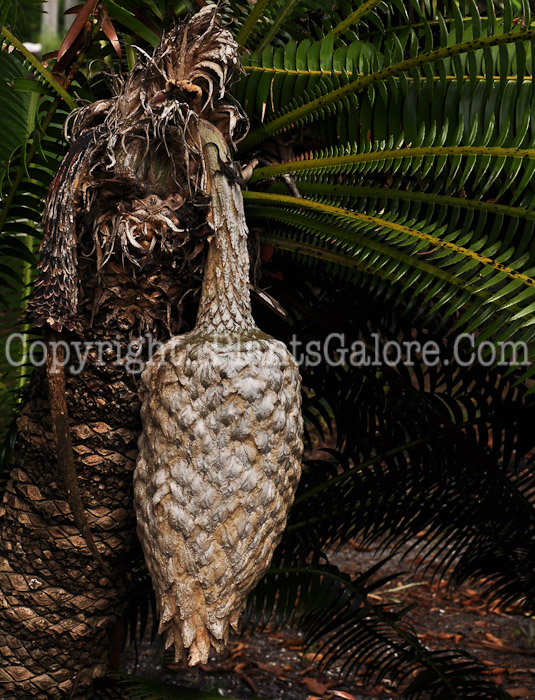 PGC-T-Dioon-spinulosum-aka-Giant-Dioon-2013-2