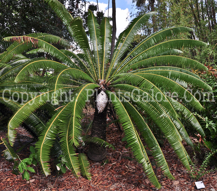 PGC-T-Dioon-spinulosum-aka-Giant-Dioon-2013-4
