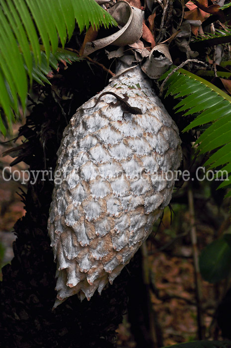 PGC-T-Dioon-spinulosum-aka-Giant-Dioon-2013-5