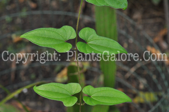 PGC-V-Dioscorea-batatas-aka-Chinese-Yam-leaf-1