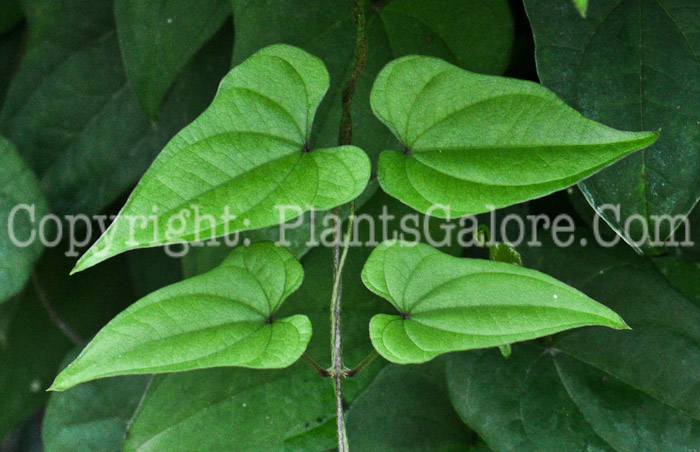 PGC-V-Dioscorea-batatas-aka-Chinese-Yam-leaf-2
